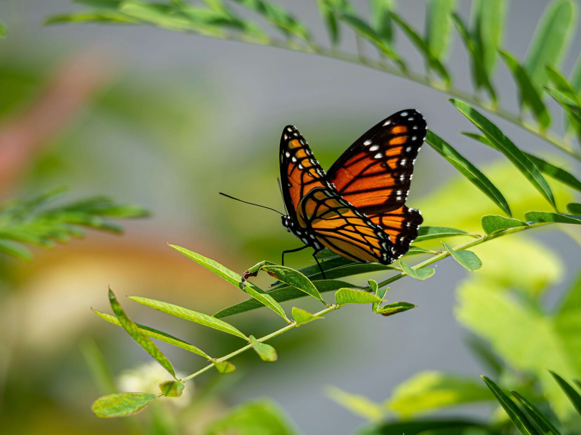 MONARCH BUTTERFLY GROVE